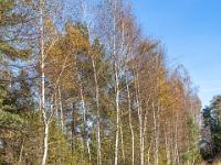 Gleise der ehemaligen Torfbahn vor schlanker Birkenreihe